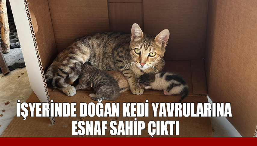 İşyerinde doğan kedi yavrularına esnaf sahip çıktı