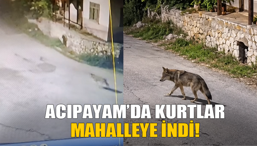 Acıpayam’da Kurtlar Mahalleye İndi